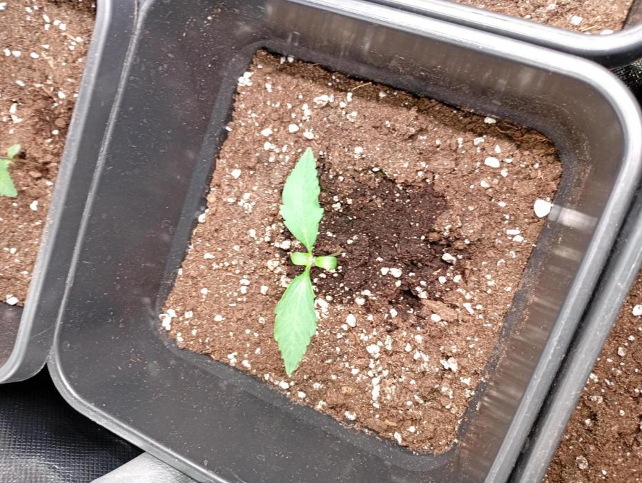 Guava Runtz Auto Fastbuds. Week 2