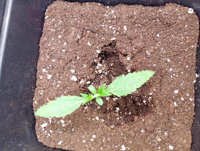 Banana Frost Auto. Week 2