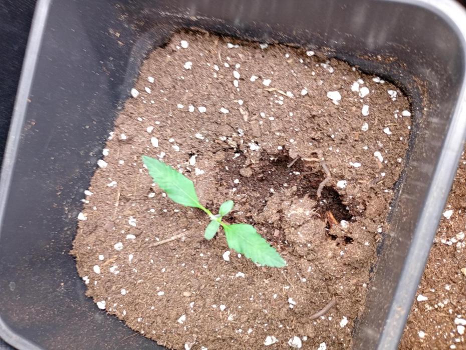 Mendo Guava Auto Fastbuds. Week 2