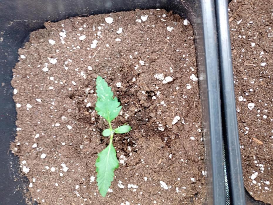 Banana Guava Auto Fastbuds. Week 2