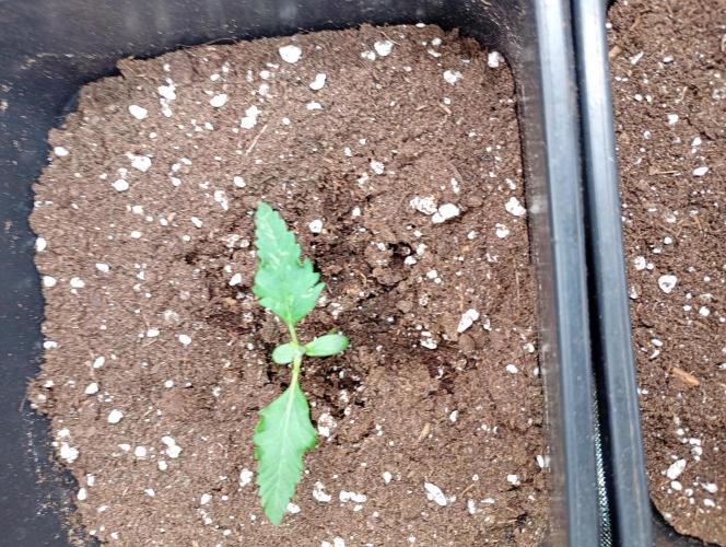 Banana Guava Auto. Week 2