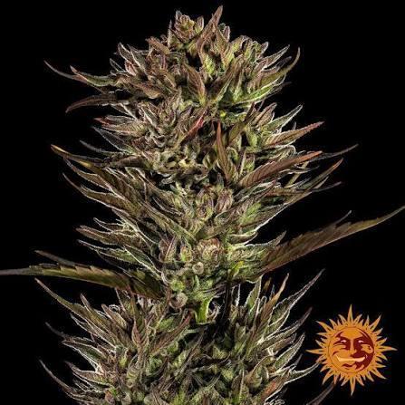 2. Run Thin Mint x Sour Pinot Auto BNF. Week 0