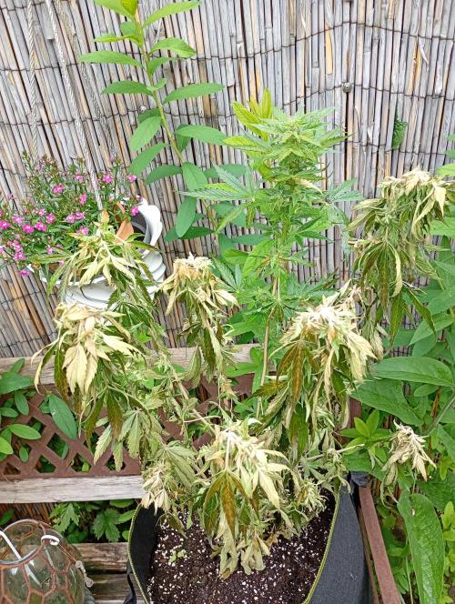 Outdoor Apricot Auto Fastbuds. Week 13