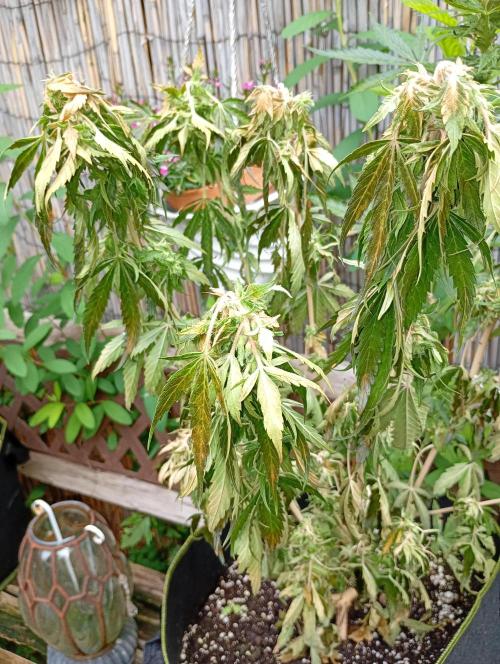 Outdoor Apricot Auto Fastbuds. Week 13