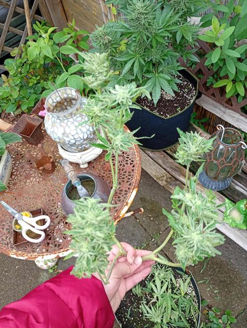 Outdoor Purplematic CBD RoyalQueenSeeds. Week 13