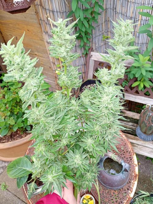 Outdoor Godfather OG Auto Zamnesia. Week 13