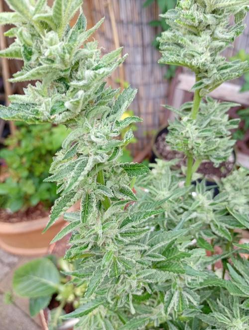 Outdoor Godfather OG Auto Zamnesia. Week 13