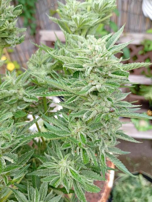 Outdoor Godfather OG Auto Zamnesia. Week 13