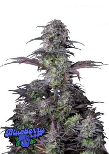 Blueberry Auto. Week 0
