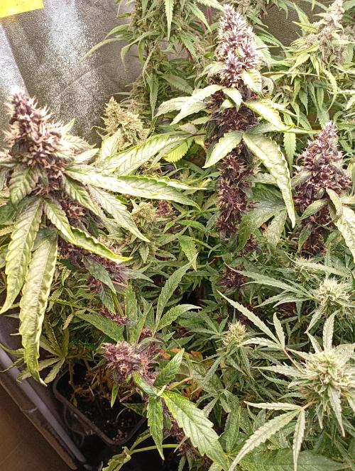 Sweet ZZ Auto Royal Queen Seeds. Week 13