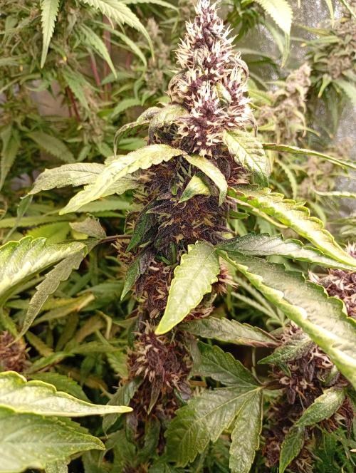 Sweet ZZ Auto Royal Queen Seeds. Week 13