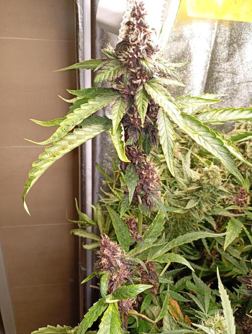 Sweet ZZ Auto Royal Queen Seeds. Week 13