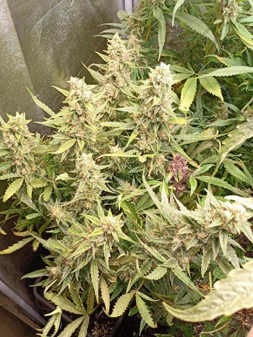 Big Bud Auto Fastbuds. Week 15