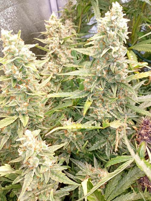 Big Bud Auto Fastbuds. Week 15