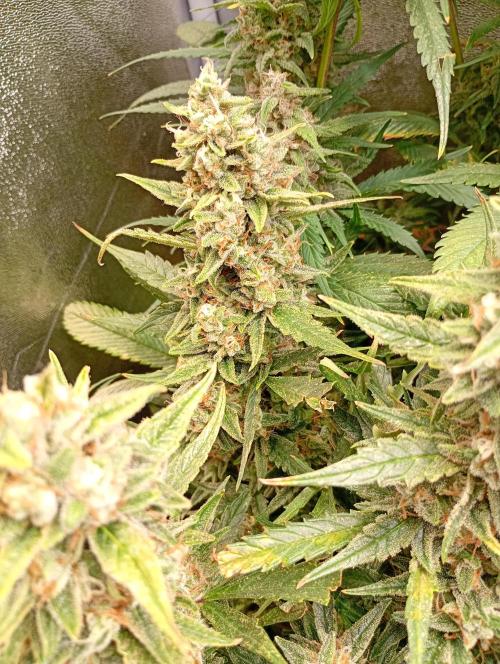 Big Bud Auto Fastbuds. Week 15