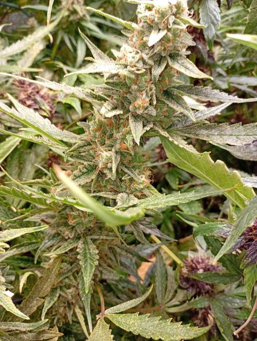 Big Bud Auto Fastbuds. Week 15