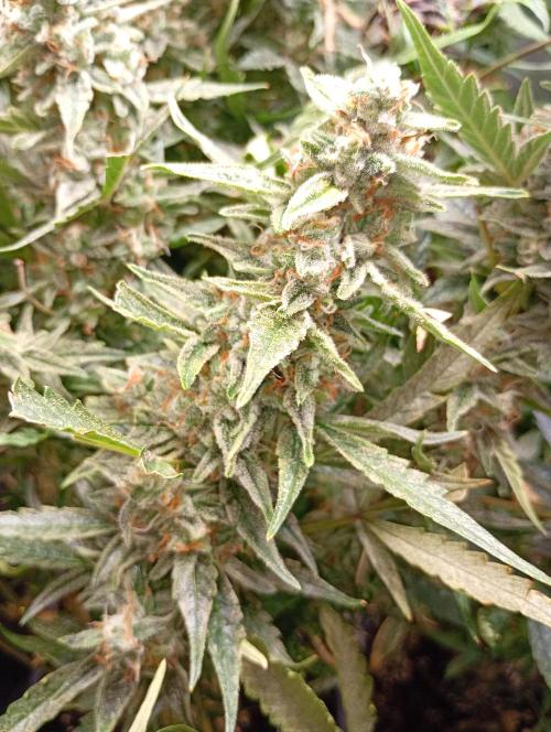 Big Bud Auto Fastbuds. Week 15