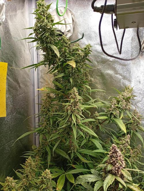 Strawberry Gorilla Auto RF3 Fastbuds. Week 14