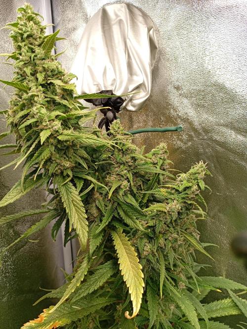 Strawberry Gorilla Auto RF3 Fastbuds. Week 14