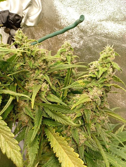 Strawberry Gorilla Auto RF3 Fastbuds. Week 14