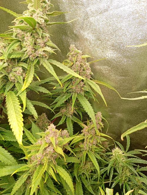 Strawberry Gorilla Auto RF3 Fastbuds. Week 14