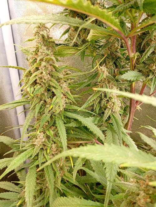 Strawberry Gorilla Auto RF3 Fastbuds. Week 14