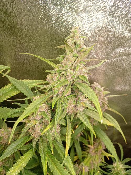 Strawberry Gorilla Auto RF3 Fastbuds. Week 14