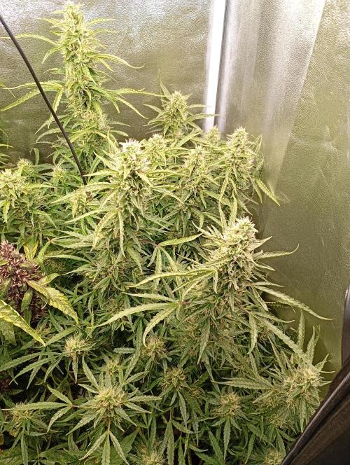 Chaos Cake Auto Anesia Seeds. Week 14