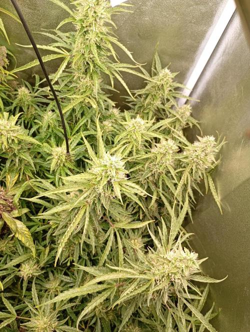 Chaos Cake Auto Anesia Seeds. Week 14
