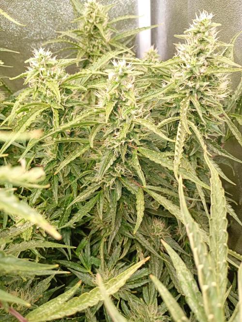 Chaos Cake Auto Anesia Seeds. Week 14