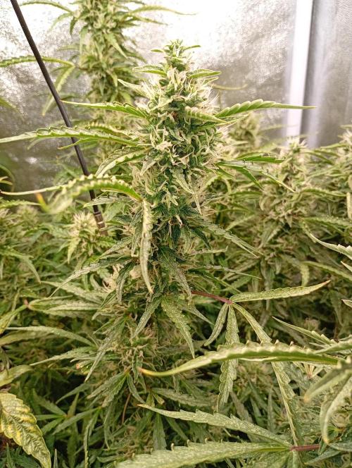 Chaos Cake Auto Anesia Seeds. Week 14