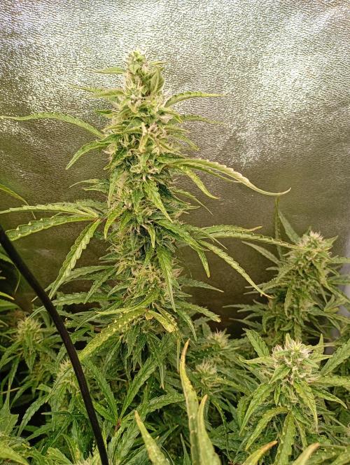 Chaos Cake Auto Anesia Seeds. Week 14