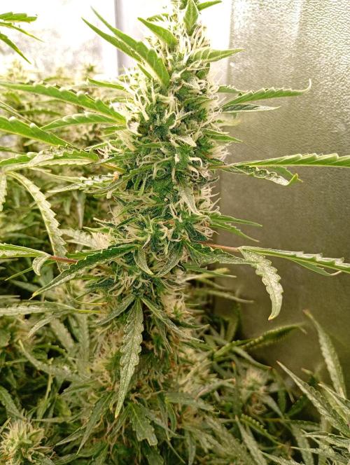 Chaos Cake Auto Anesia Seeds. Week 14