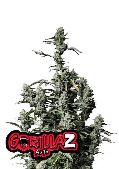 Gorilla Z Auto Fastbuds. Week 0