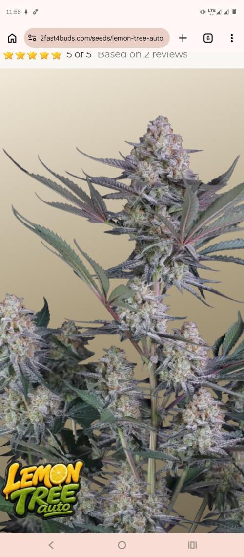 Lemon Tree Auto Fastbuds. Week 0