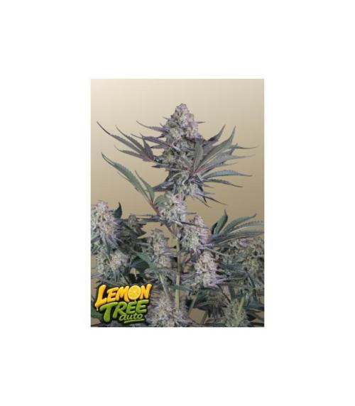 Lemon Tree Auto Fastbuds. Week 0