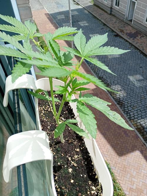 Outdoor project balkony like. Week 6