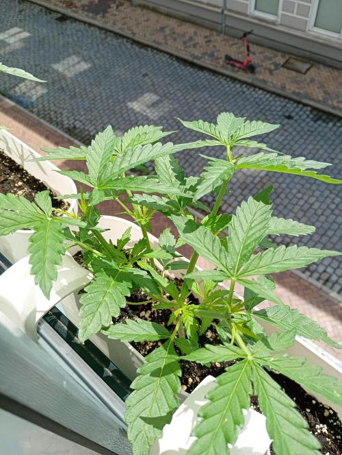 Outdoor project balkony like. Week 6