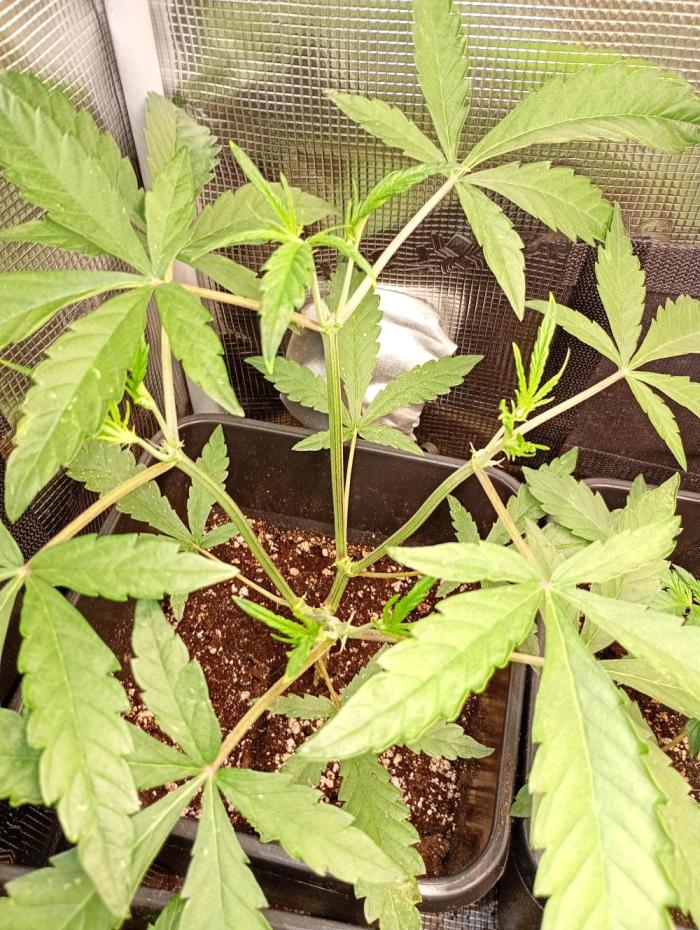 Outdoor Mango Cherry Runtz F1 CHAMP F420. Week 6