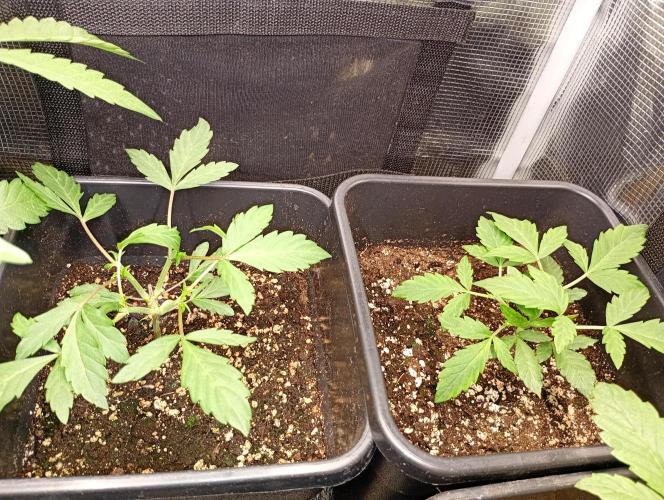 Lemon Cherry Sundae Auto Fastbuds. Week 5