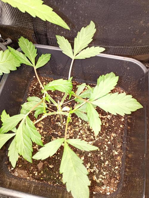 Lemon Cherry Sundae Auto Fastbuds. Week 5