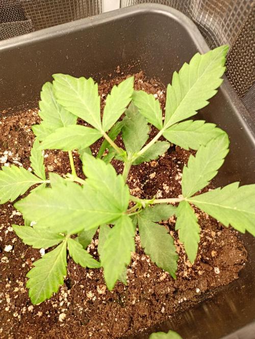 Lemon Cherry Sundae Auto. Week 5
