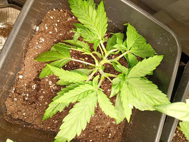 Mango Frost Auto. Week 5