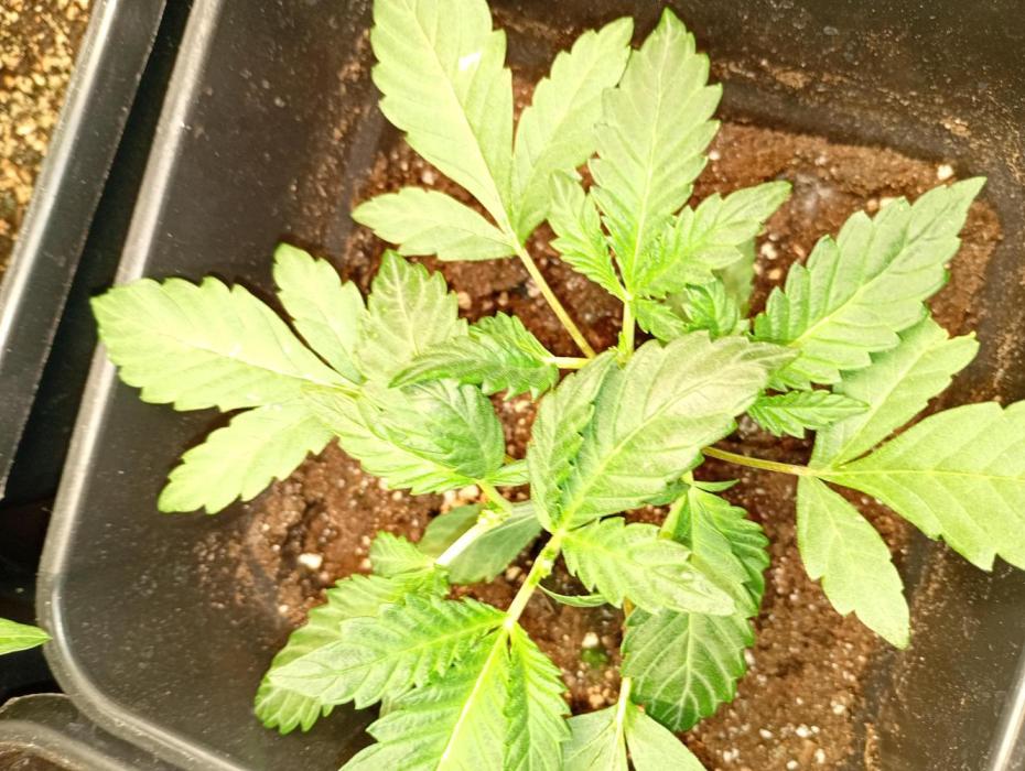 Outdoor Wurlz F1 Auto Zamnesia. Week 4