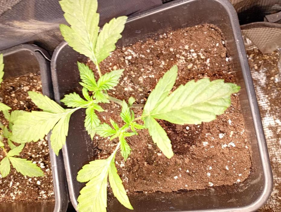 Banana Cherry Cookies Auto Fastbuds. Week 5