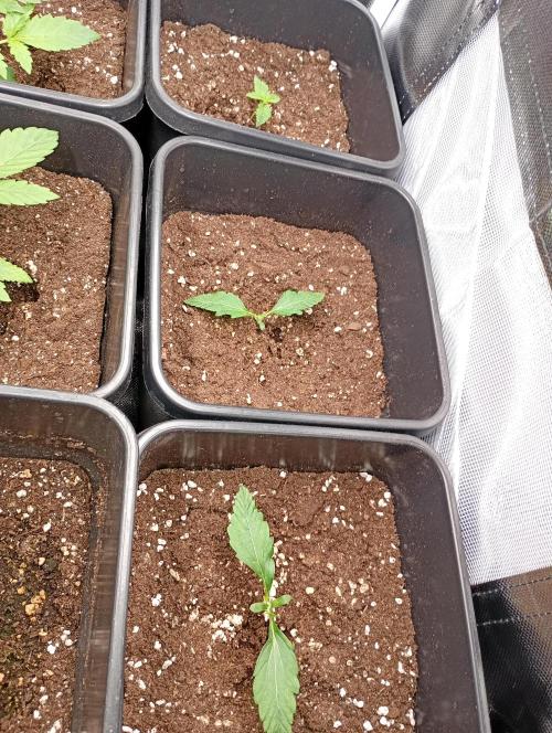 Smashberry Fumez Auto Anesia Seeds. Week 2
