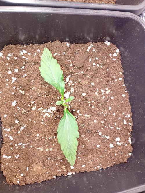 Smashberry Fumez Auto Anesia Seeds. Week 2