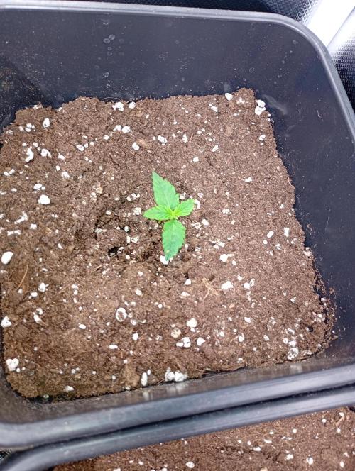 Smashberry Fumez Auto Anesia Seeds. Week 2