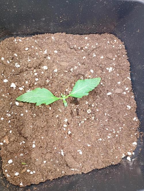Smashberry Fumez Auto Anesia Seeds. Week 2