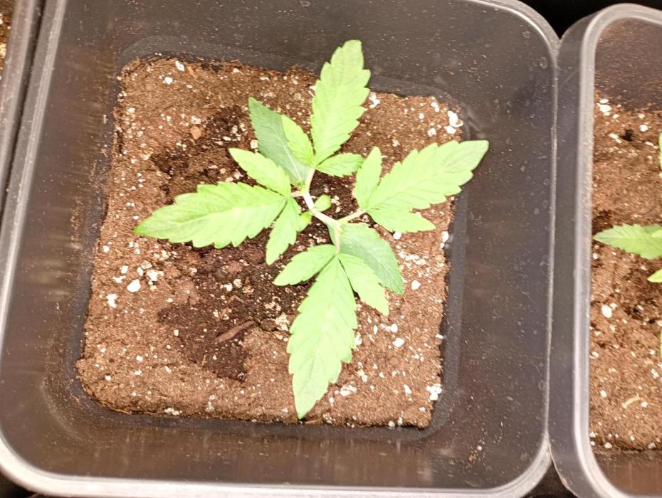 Guava Runtz Auto Fastbuds. Week 3